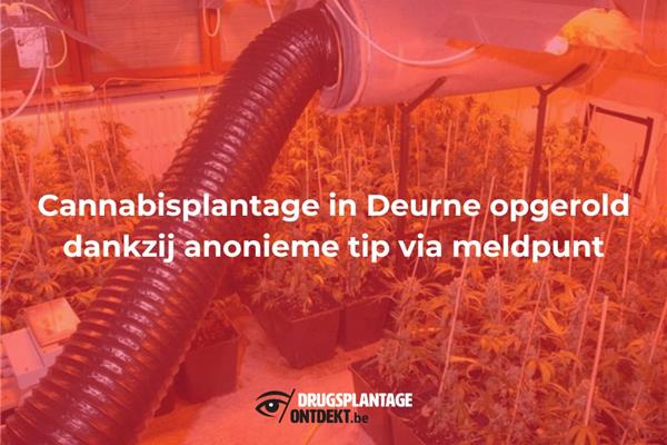 Deurne - Cannabisplantage opgerold dankzij anonieme tip via meldpunt